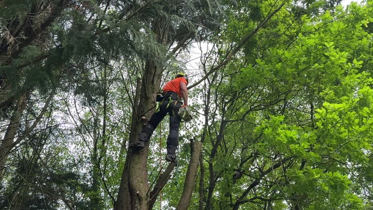 Professional Tree Removal and Landscaping Services in Brookville, PA